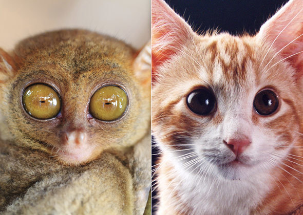 tarsier-cat